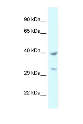 STOML2 Antibody (C-Terminus)