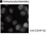 IHC-plus™ CENPU / MLF1IP Antibody