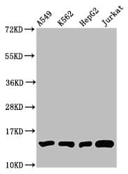 HIST1H2BN Antibody