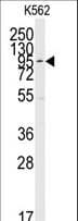 MAPK7 / ERK5 Antibody (aa776-805)
