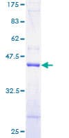Human TOMM20 Protein (Recombinant GST)