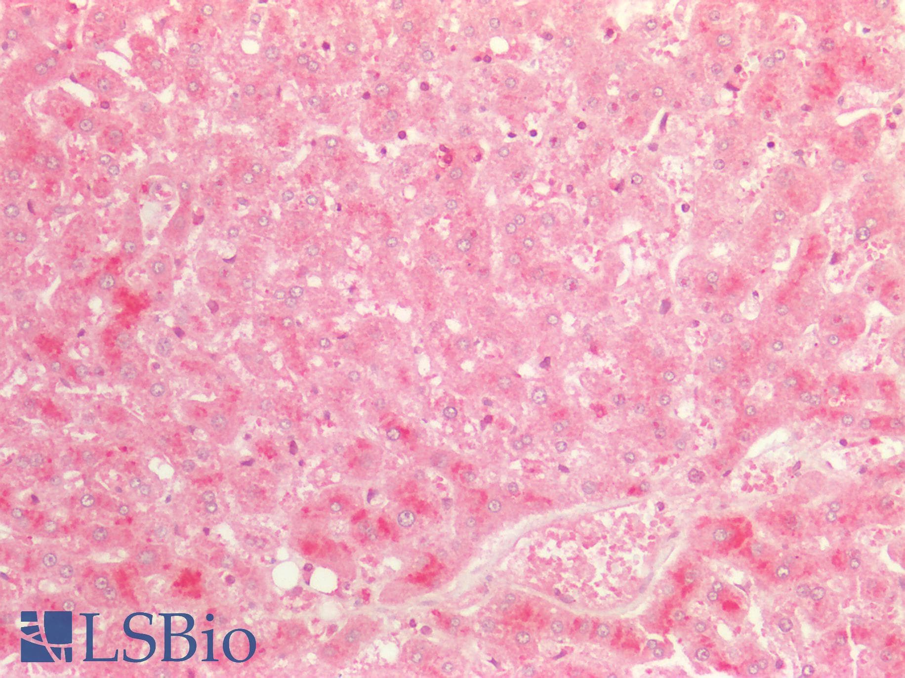 PathPlus™ EIF4EBP1 / 4EBP1 Antibody (aa30-79)