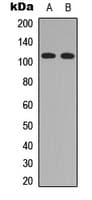 Polyclonal Rabbit anti-Human RAIN / RASIP1 Antibody (Internal, WB)