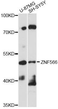 Polyclonal Rabbit anti-Human ZNF566 Antibody (WB)