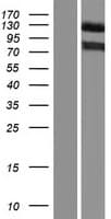KIAA1276 / FAM184B Protein (Over-Expression Lysate Myc-DDK (Flag))
