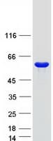 Human FMO5 Protein (Recombinant Myc-DDK (Flag))
