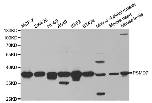 PSMD7 / MOV34 Antibody