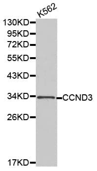 CCND3 / Cyclin D3 Antibody