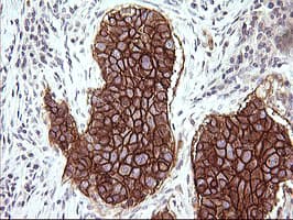 CD44 Antibody (clone OTI2D9)