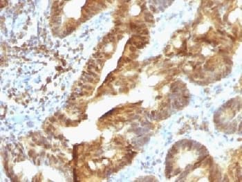TDP2 / TTRAP Antibody (clone TDP2/1258, Azide-free, BSA-free)