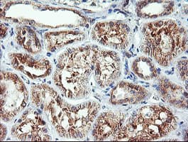 Monoclonal Mouse anti-Human CAMLG / CAML Antibody (clone OTI1A3, IHC, IF, WB)