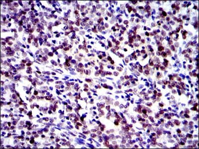 Monoclonal Mouse anti-Human JUN / c-Jun Antibody (clone 4H9, IHC, IF, WB)