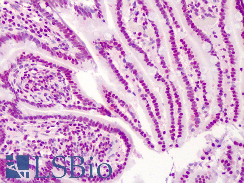 IHC-plus™ APEX1 / APE1 Antibody (clone 2104, Preservative Free)