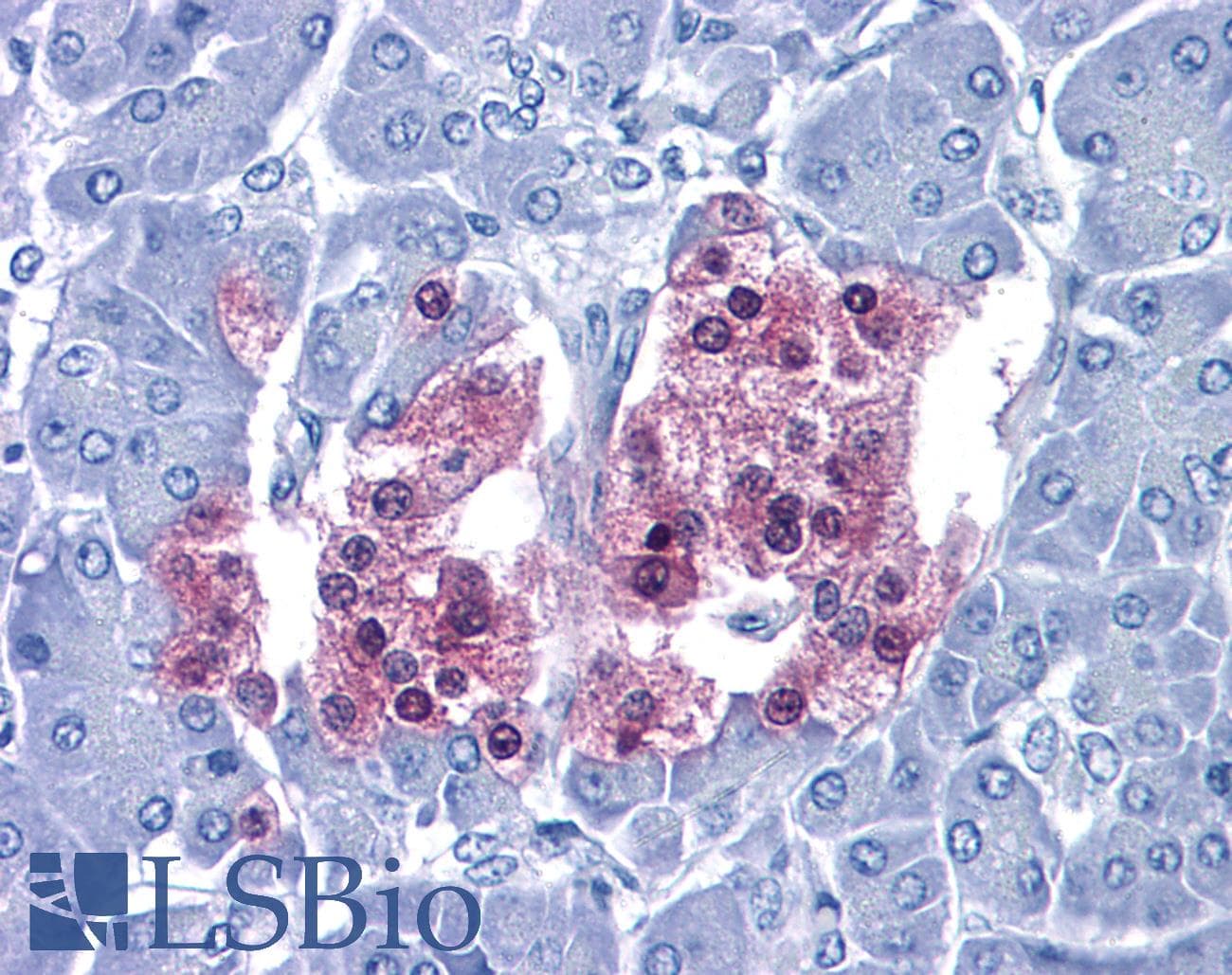 PathPlus™ SCGN / Secretagogin Antibody (clone 2G7)