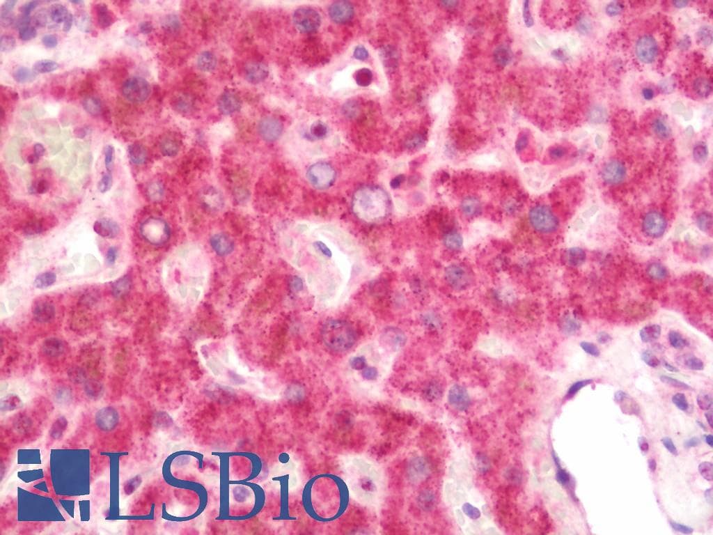 IHC-plus™ TXNIP Antibody