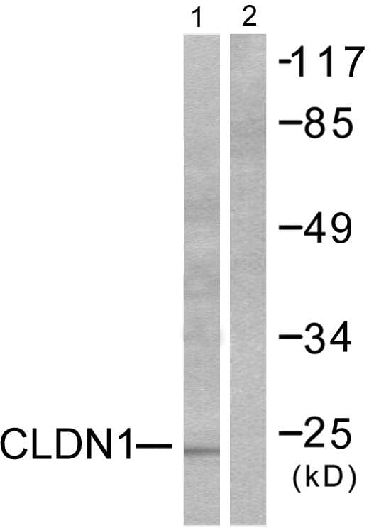 CLDN1 / Claudin 1 Antibody