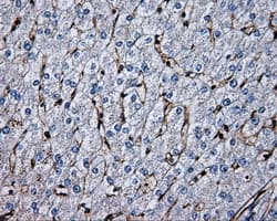 Monoclonal Mouse anti-Human PSMC3 Antibody (clone OTI8G10, Carrier-free, IF, WB)