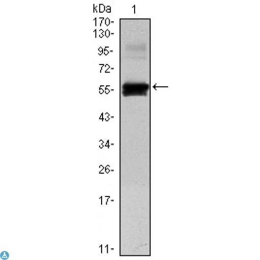PAX6 Antibody