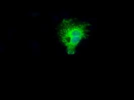 NIT2 Antibody (clone OTI6H7)