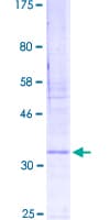 Human LEAP2 Protein (Recombinant GST)