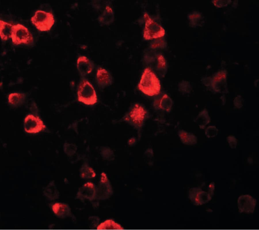 IHC-plus™ CXXC4 Antibody