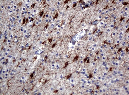 Monoclonal Mouse anti-Human ALDH1L1 Antibody (clone UMAB43, Carrier-free, IHC, IF, WB)