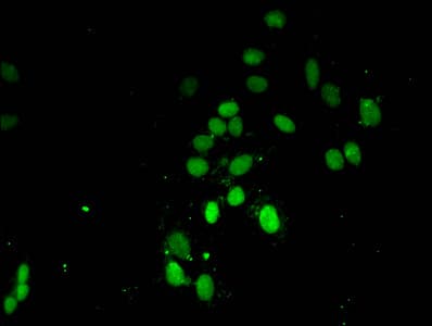 HIST1H3A Antibody