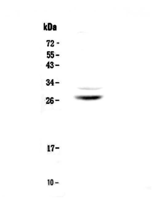 Polyclonal Rabbit anti-Human MPZ / P0 Antibody (WB)