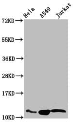 HIST1H4I Antibody