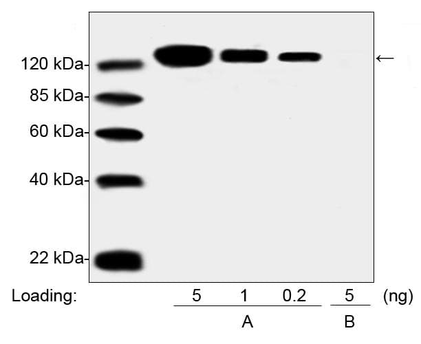 PEG / Polyethylene Glycol Antibody (clone 5E10E9, Biotin)