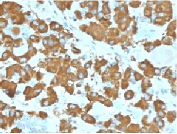 Monoclonal Mouse anti-Human GH / Growth Hormone Antibody (clone GRHP1-1, IHC, IF)