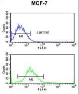 Endonuclease G / ENDOG Antibody (aa188-217)
