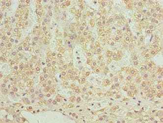 SLC12A4 / KCC1 Antibody