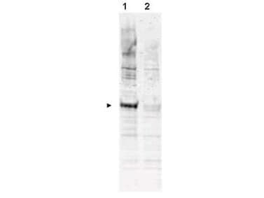 IHC-plus™ Polyclonal Rabbit anti-Human APC6 / CDC16 Antibody (phospho-Thr580, IHC, IF, WB)