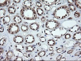 OTUB1 / OTU1 Antibody (clone OTI2H1, Carrier-free)