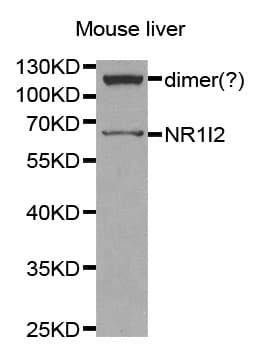 NR1I2 / PXR Antibody