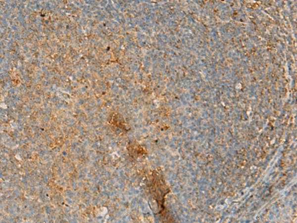 ERAL1 Antibody