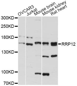 RRP12 Antibody