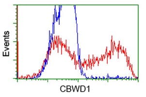 CBWD1 Antibody (clone OTI3F9)