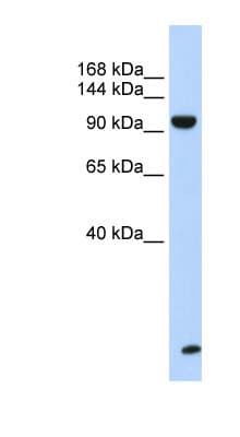 TNRC6B Antibody (aa180-229)