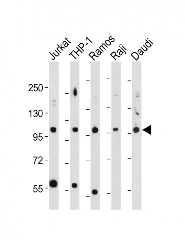 MAP4K1 / HPK1 Antibody