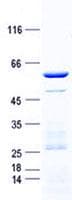 Human POU5F2 Protein (Recombinant GST, N-terminus + His, C-terminus)