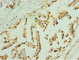 NLGN4Y Antibody (aa682-816)