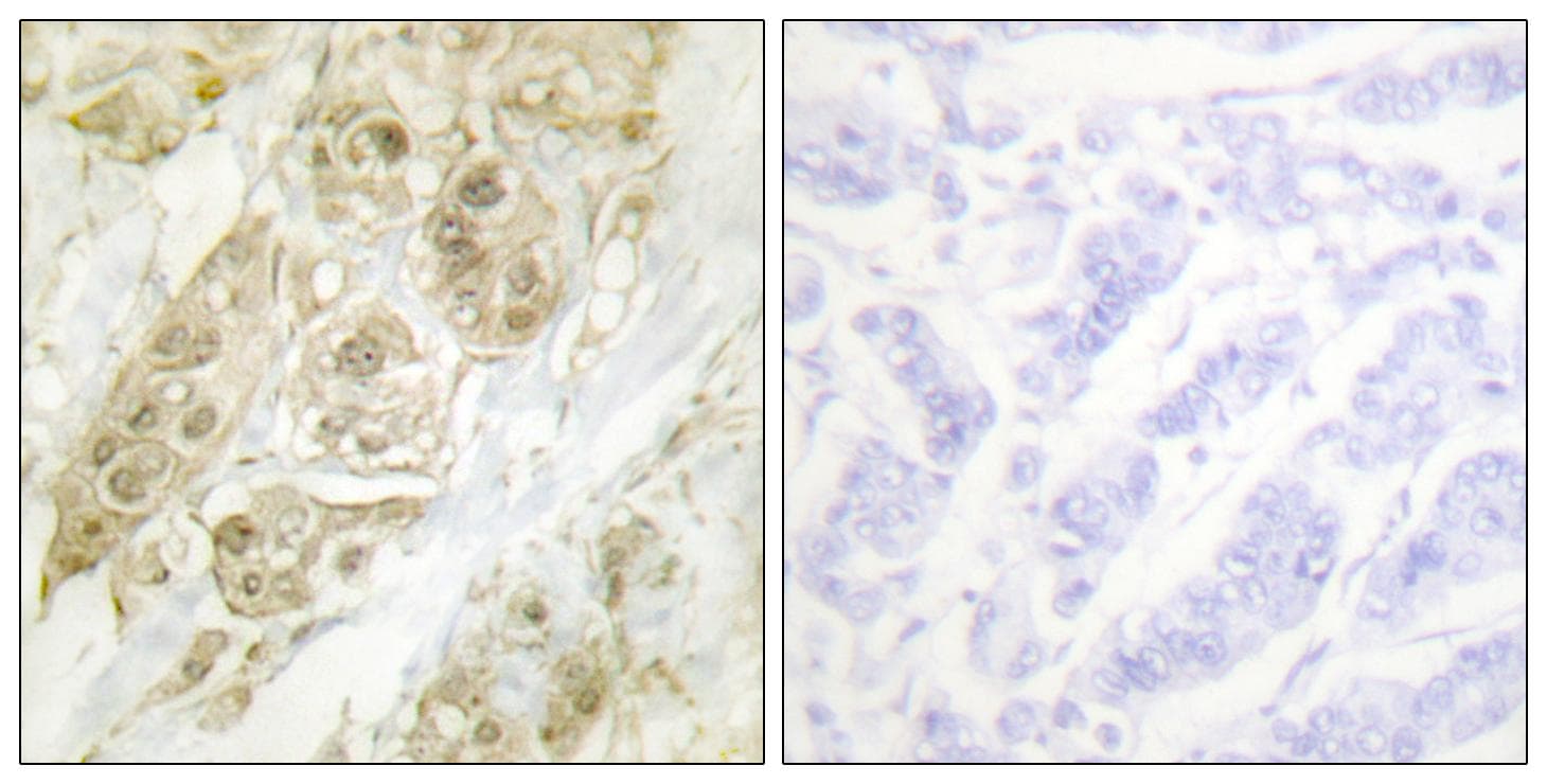 CENPA / CENP-A Antibody (Ab-7)