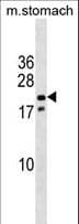 NKX3-1 Antibody (aa58-86)