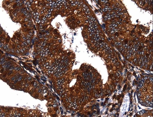 EGF Antibody