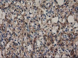 MMAB Antibody (clone OTI2G5, Carrier-free)