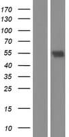 TRF1 / TERF1 Protein (Over-Expression Lysate Myc-DDK (Flag))