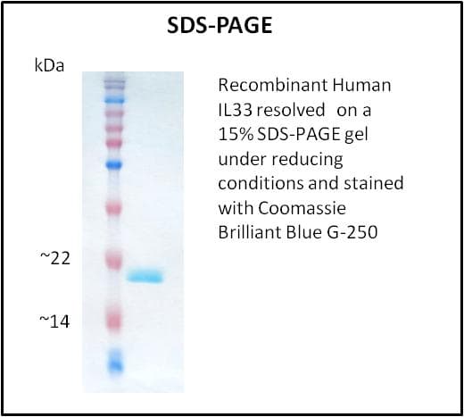 Human IL-33 Protein (Recombinant)