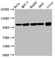 EIF3D Antibody